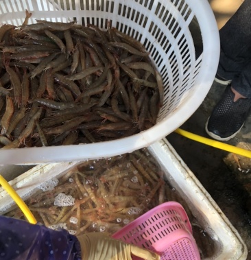 [立虾批发]海捕泥虾沙虾价格80.00元/斤 - 一亩田