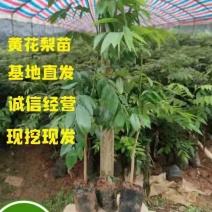 黄花梨种苗/海南黄花梨基地值供货源充足可零售可批发