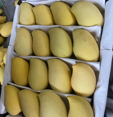 芒果云南高乐蜜货量充足三天一挂保证质量包售后