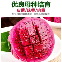 明珠火龙果苗红皮红肉火龙果苗盆栽地栽当年结果