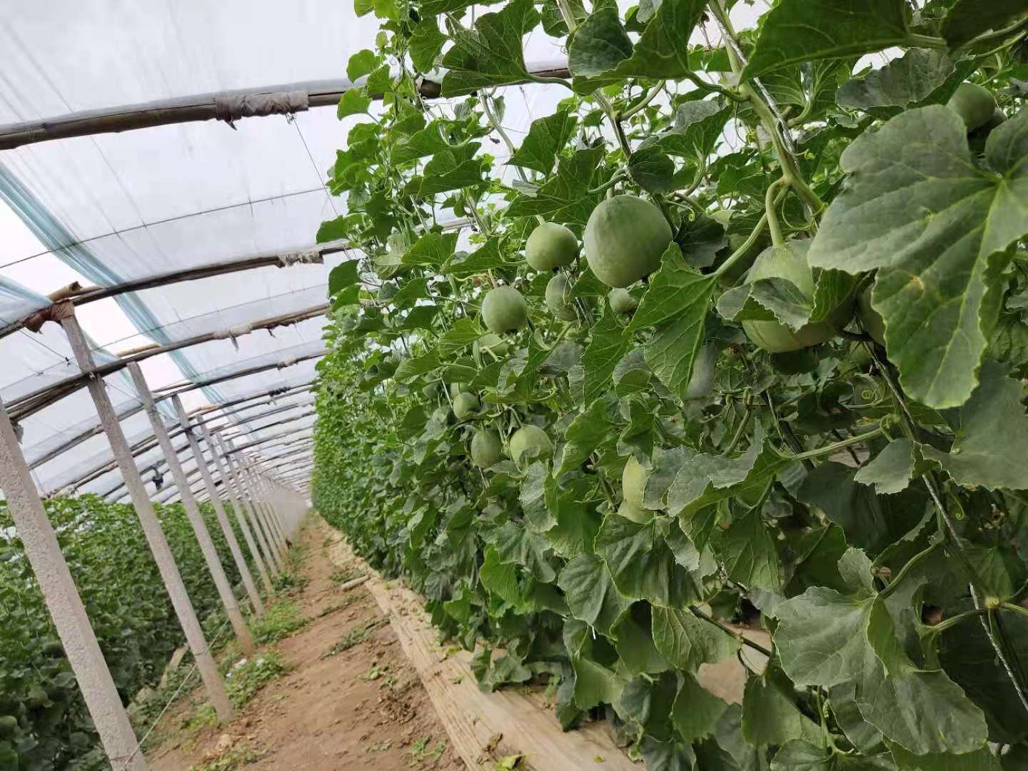 哈密瓜夏季设施双主蔓整枝实景图