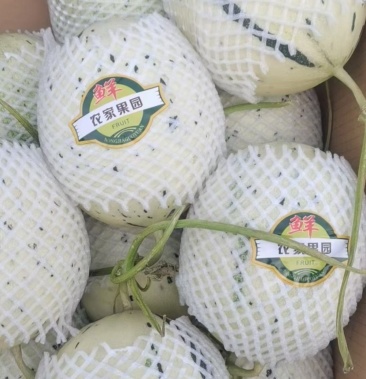 [甜瓜批发]蜜露香瓜燕店市场已大量上市供应各大批发市场.