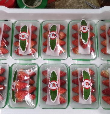 草莓十合一包装图片