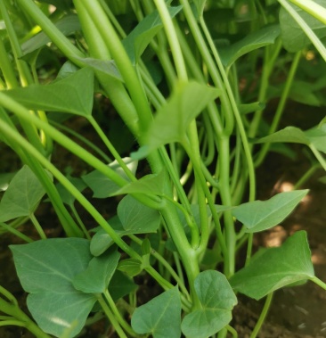 高淀粉红薯苗脱毒商薯19原种大量供应,价格优惠