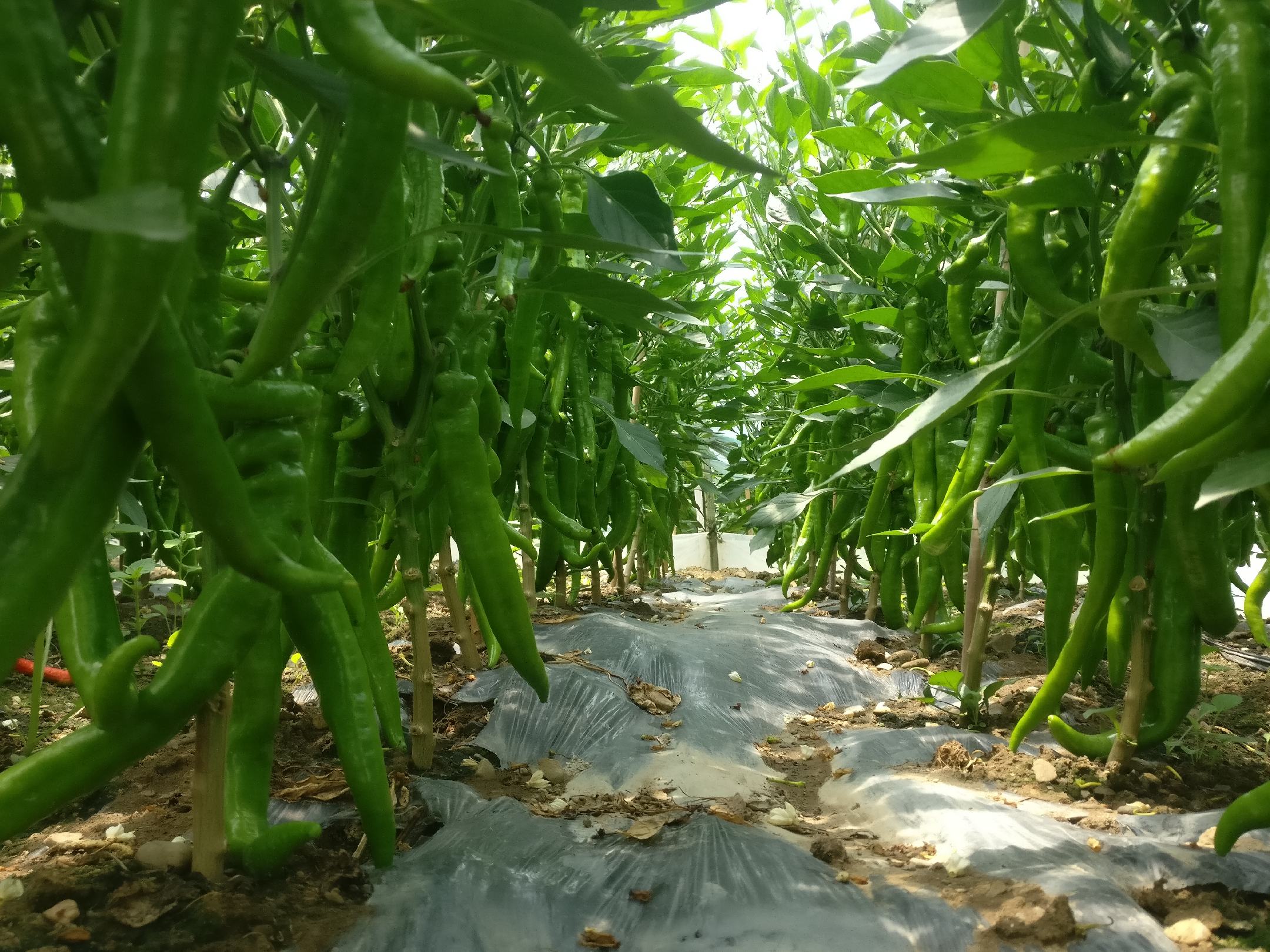 豌豆尖大棚种植现场