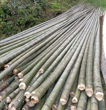 毛竹,楠竹,江西大毛竹,各种竹子,多品种竹子