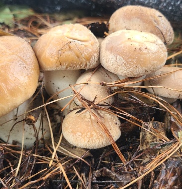 00元/斤 - 一亩田