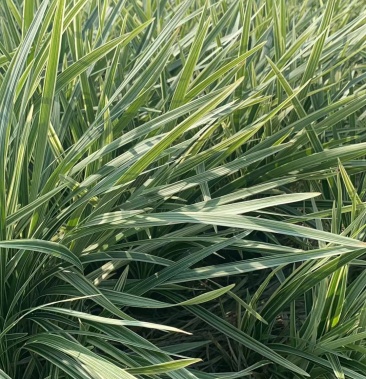 银边草银边草绿化地苗