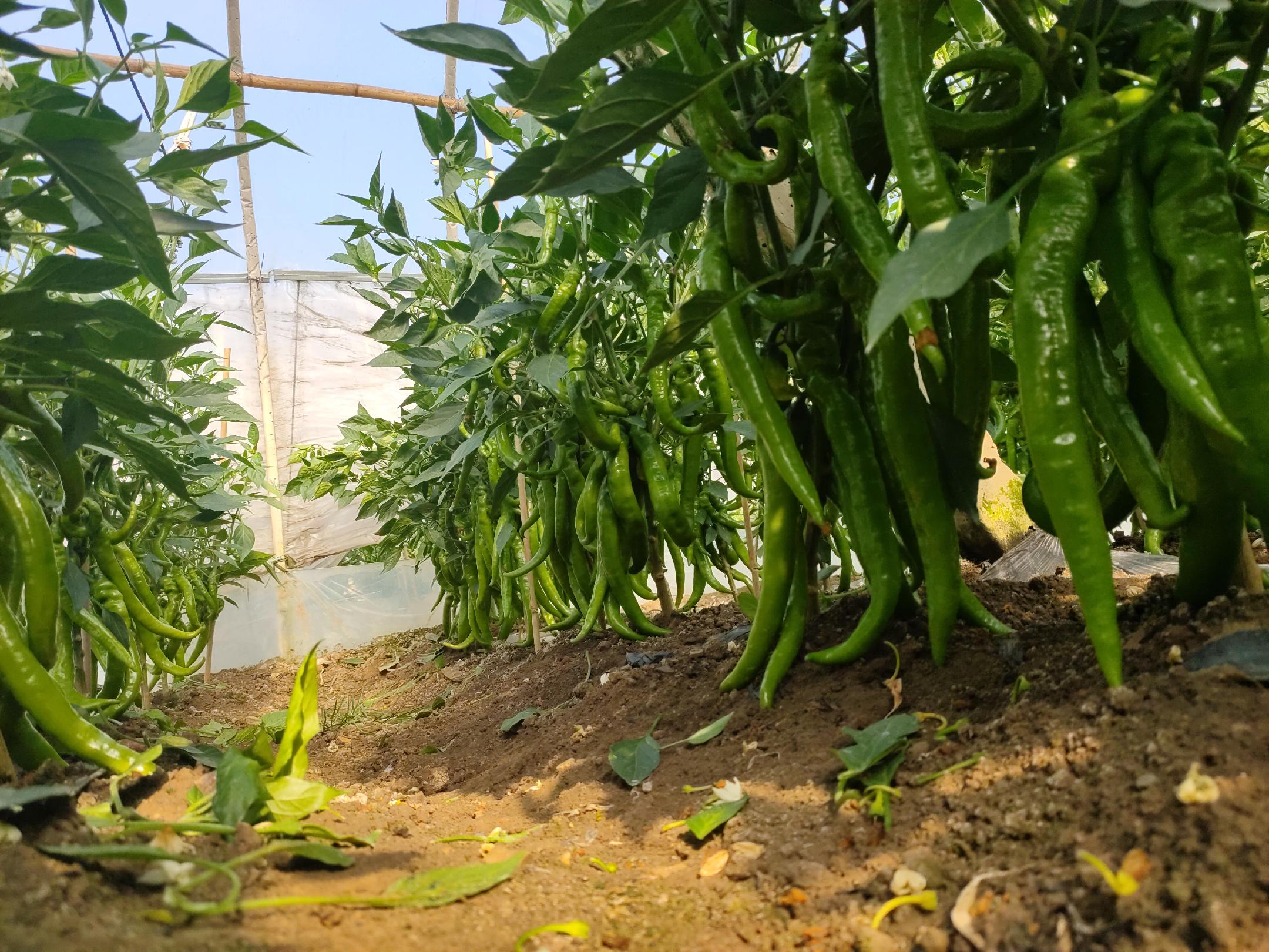 温室或露地中正在实施滴灌系统的尖椒田,管道分布清晰,工作人员正在调试施肥泵,背景可见长势良好的尖椒植株,叶片浓绿,果实挂满枝头 尖椒滴灌施肥现场图