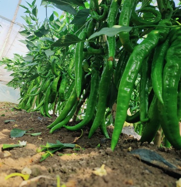 [尖椒批发]刚上市的羊角辣价格2.00元/公斤 - 一亩田