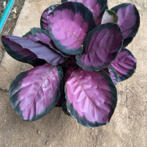 彩美丽竹芋