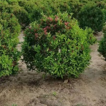 河北红王子锦带球，河北红王子锦带球绿化工程苗