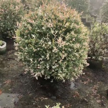 彩叶杞柳，园林景观优选树种，色块用苗，点缀优选，一手货源