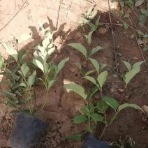 红瑞木小皮桶地栽都有苗圃直发价格低质量好