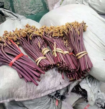 [蕨菜批发]腌制蕨菜大量供应价格1.60元/斤 - 一亩田