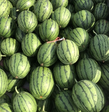 精品2k小吊瓜 西瓜 精选货源 皮薄甜度高.