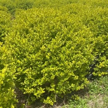 金叶女贞球，女贞球，精球，基地直供，现货供应，量大优惠