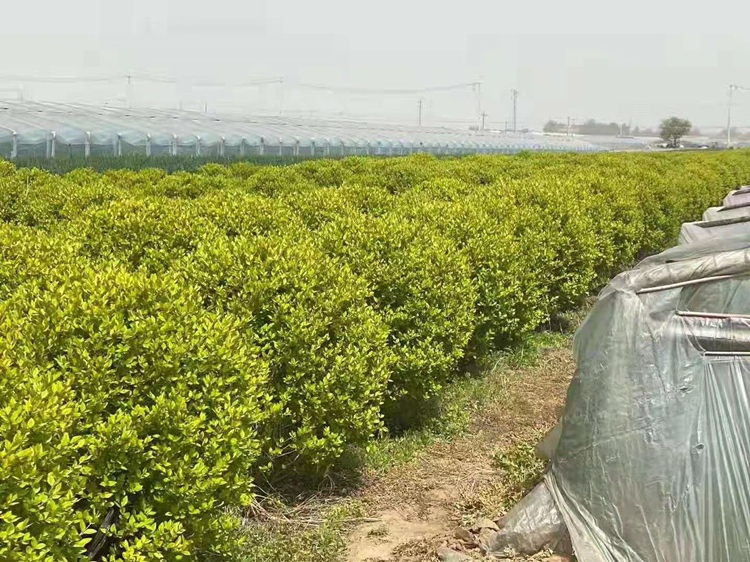 大叶女贞人工种植基地航拍图