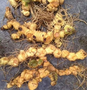 [黄精批发]野生黄精价格18.00元/斤 - 一亩田