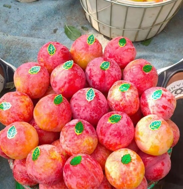 [李子批发]辽南幸运大李子价格2.00元/斤 - 一亩田