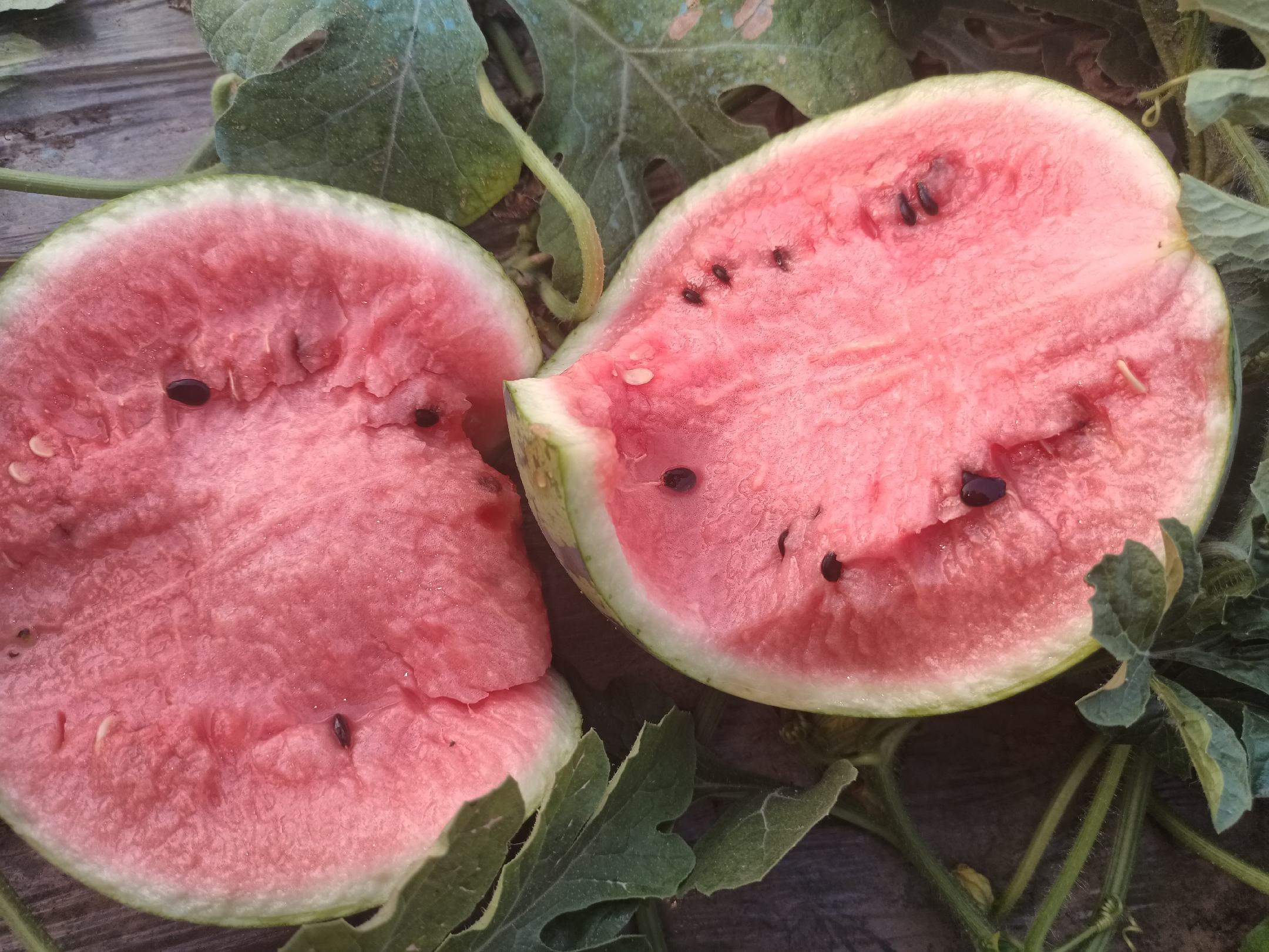 切开的京欣西瓜特写