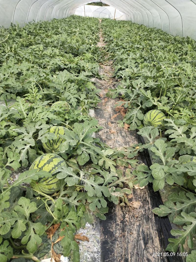 [8424西瓜批发]本西瓜基地13号可以开售价格2.00元/斤 - 一亩田