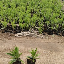 木棉棉玲花假龙头草花苗圃直发