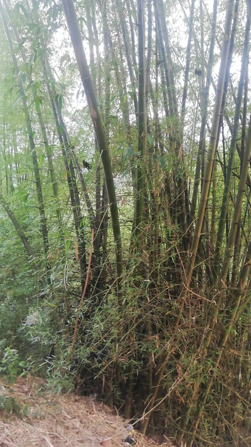 广西河池巴马县竹子 0.80元/棵广西巴马山毛竹