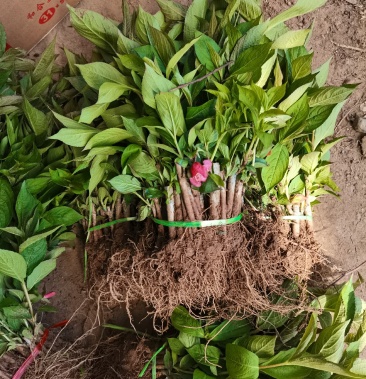 优质批发红王子锦带床苗 红王子锦带小苗 保鲜发货