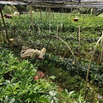 八角嫁接苗