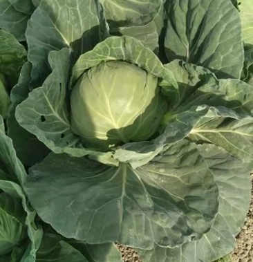 [中甘56批发]甘蓝,中甘56量大,质量好,价格便宜价格0.