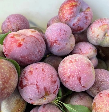 [三华李子批发]广东茂名市信宜钱排银妃三华李迟熟自家果园价格15.