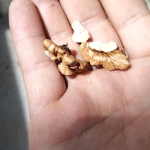 干香玲核桃