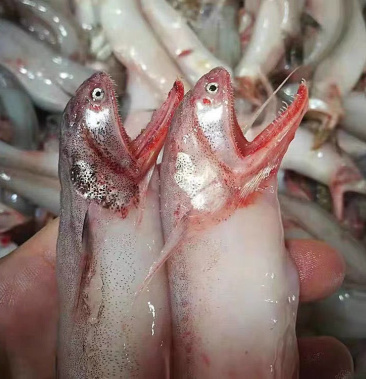 现捕龙头鱼九肚鱼龙头鮳水潺流鼻鱼狗母鱼虾潺丝丁