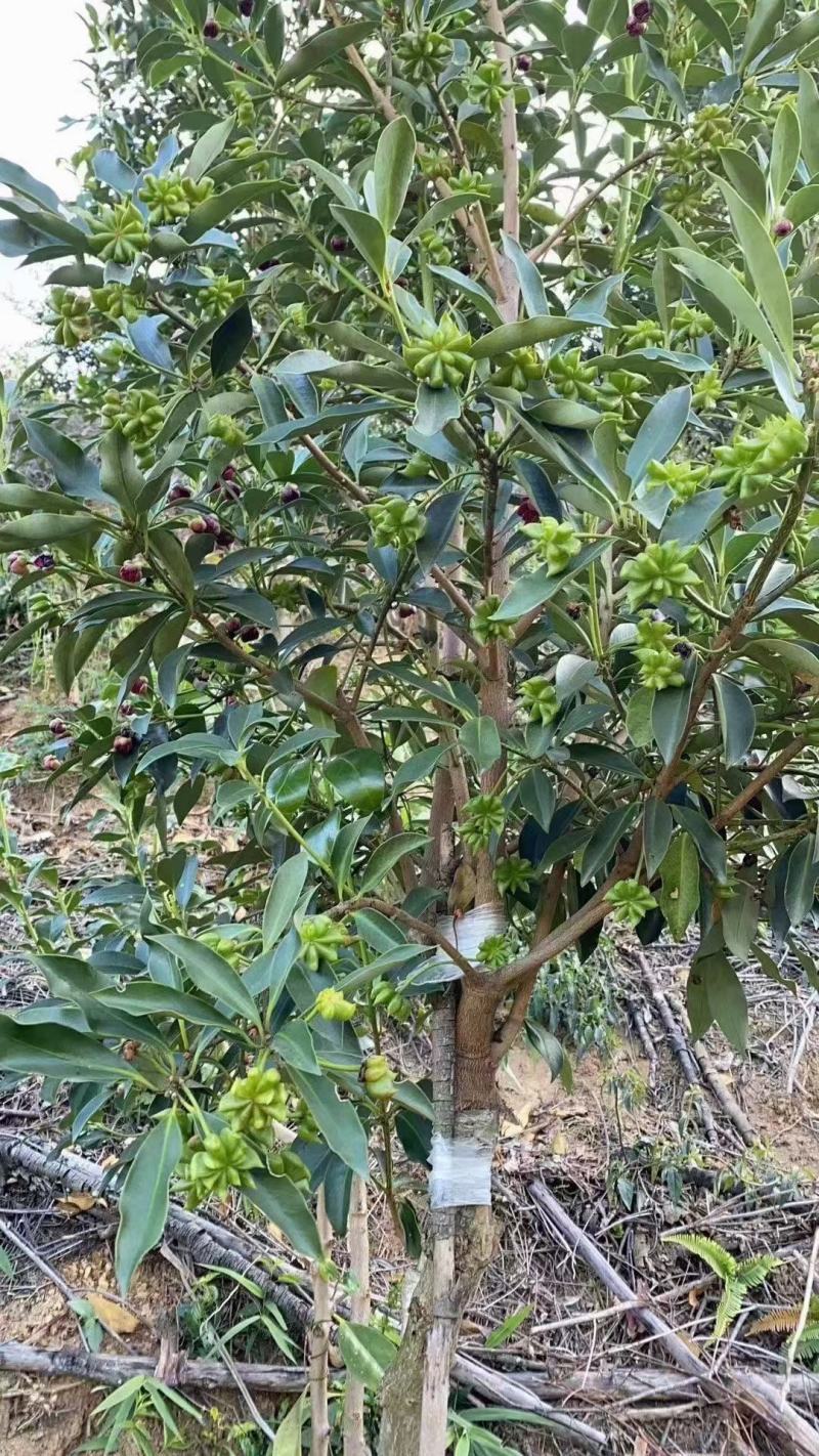 产地直销:优质矮化大红八角苗广西梧州藤县古龙镇八角之乡;【联系我时