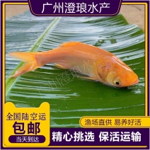 金大头鱼苗金鳙鱼苗金鲢鱼苗金胖头鱼苗