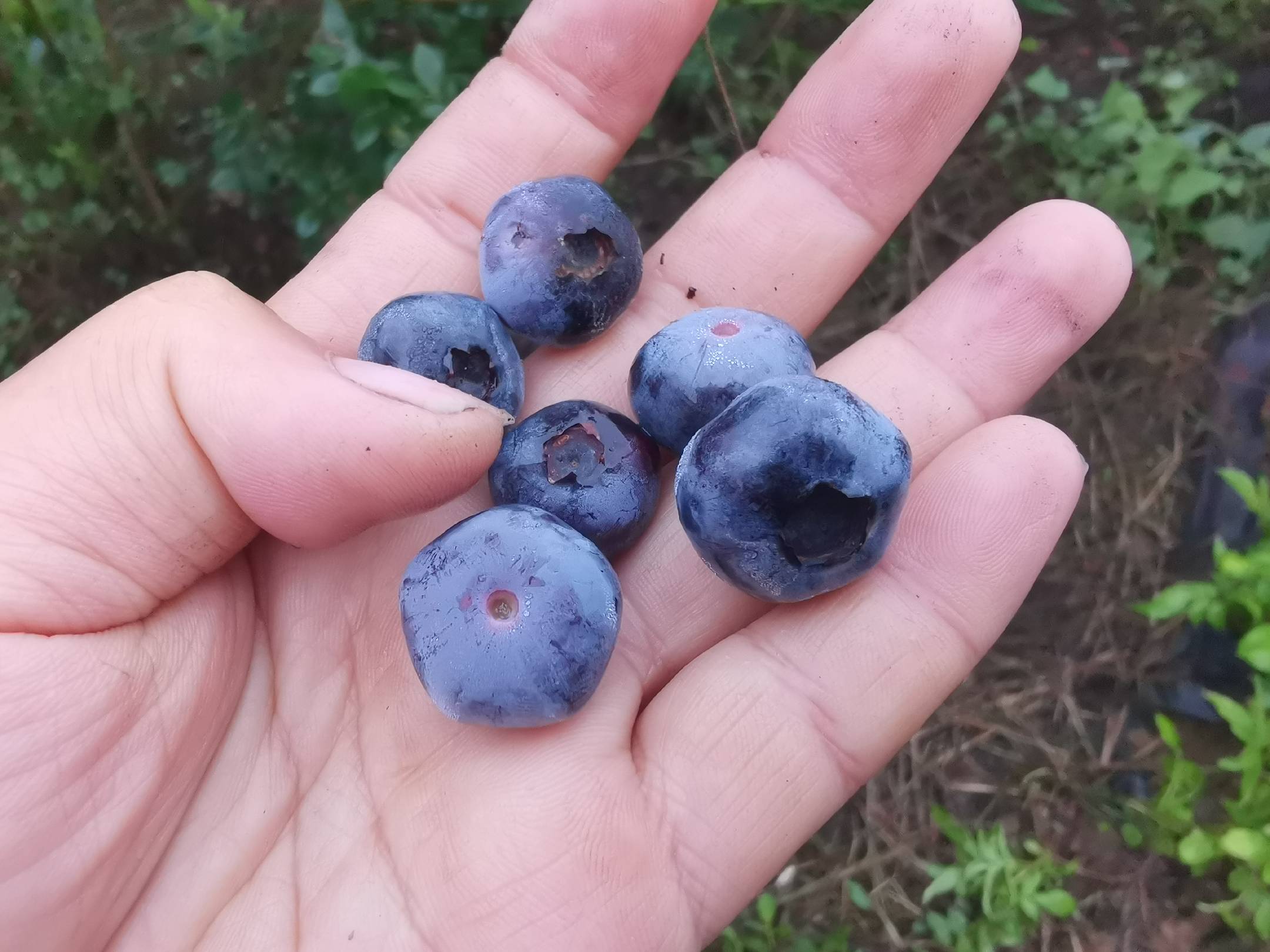 蓝莓泡酒成品图