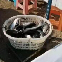 巴沙鱼，鲜活鱼