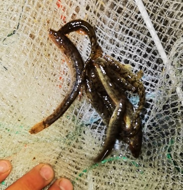 [中华沙鳅批发]花鳅价格20.00元/斤 - 一亩田