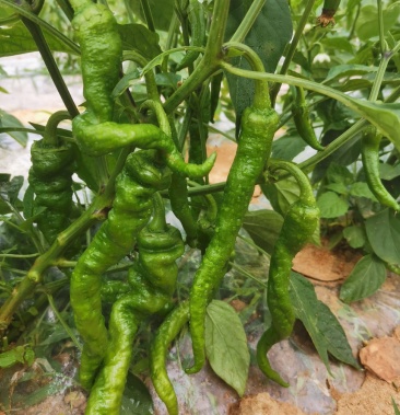 [鲜辣椒批发]扭扭辣价格3.50元/斤 - 一亩田