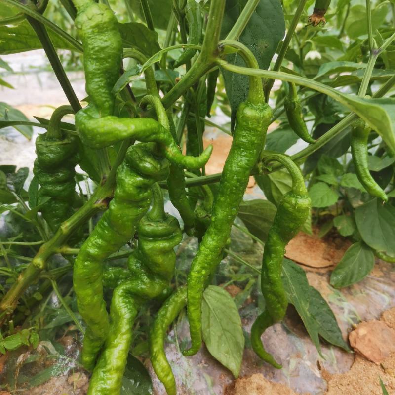 [鲜辣椒批发]云南红河建水县鲜辣椒 3.50元/斤扭扭辣 _ 一亩田