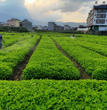 [桑树苗批发]桂桑优12价格0.10元/棵 - 一亩田