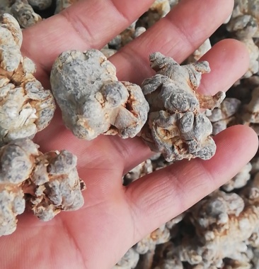 云南文山三七块 正品保证 货源充足