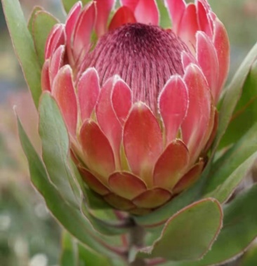 基地直销帝王花 公主花 针垫 鲜花种苗