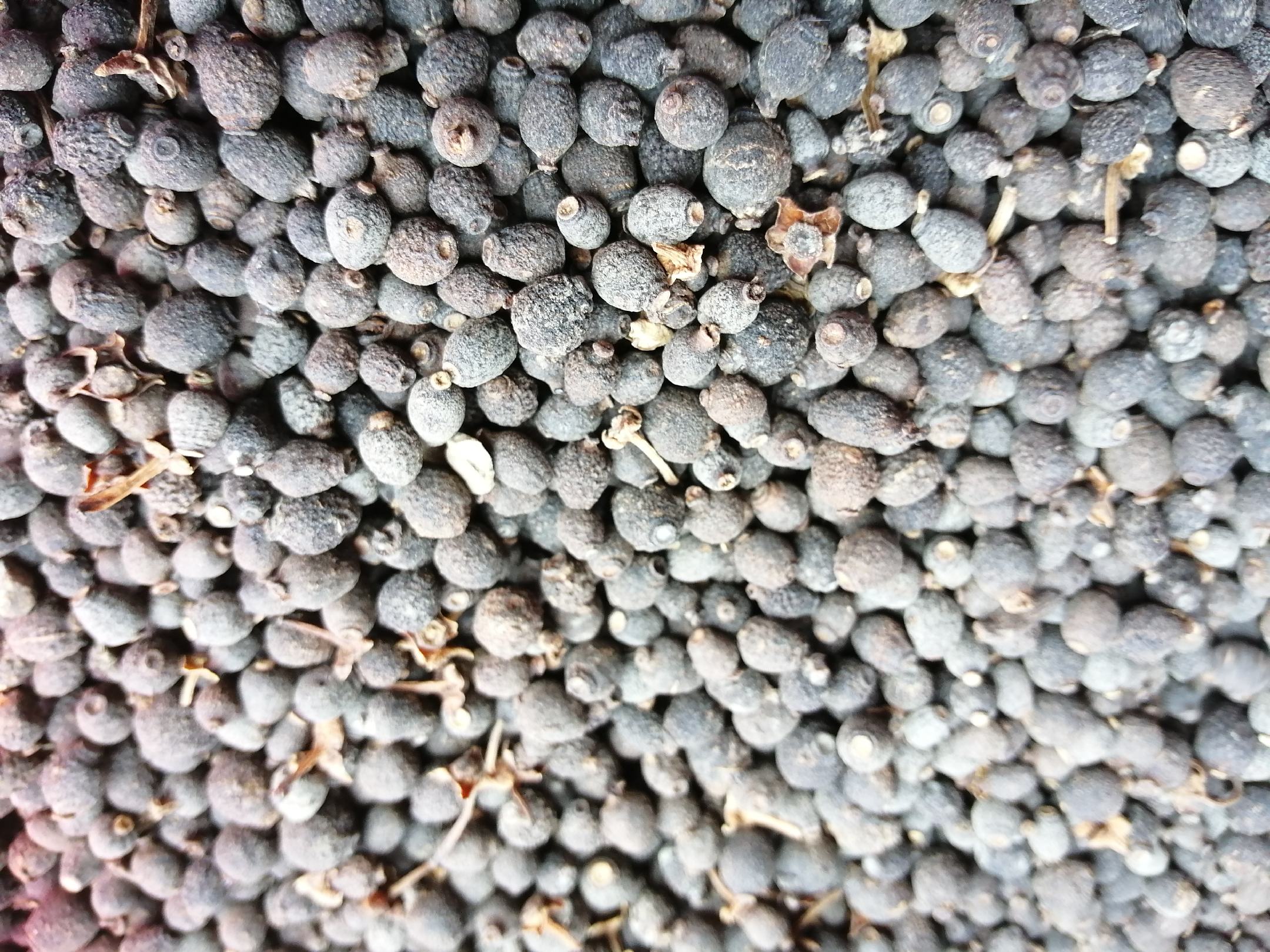 甜橙枳实药材特写