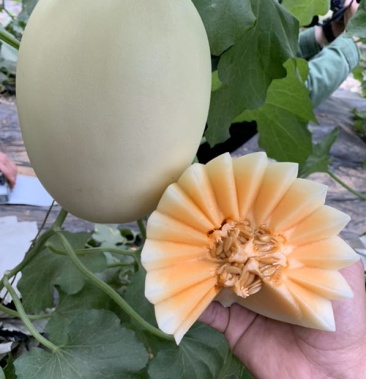 优选东方蜜甜瓜红金密甜瓜质量优良产地直供代发全国