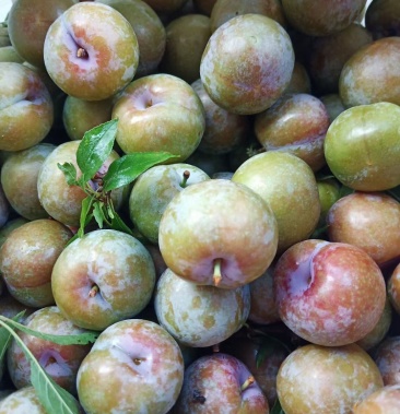 [三华李子批发]三华李价格8.80元/斤 - 一亩田