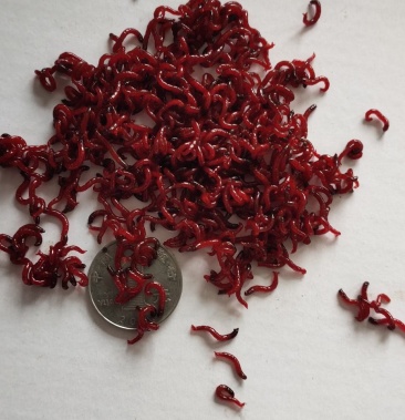 常年供应冰冻红虫颜色鲜红营养丰富鱼饵