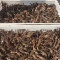 微山湖龙虾苗