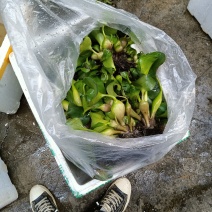 水葫芦水葫芦